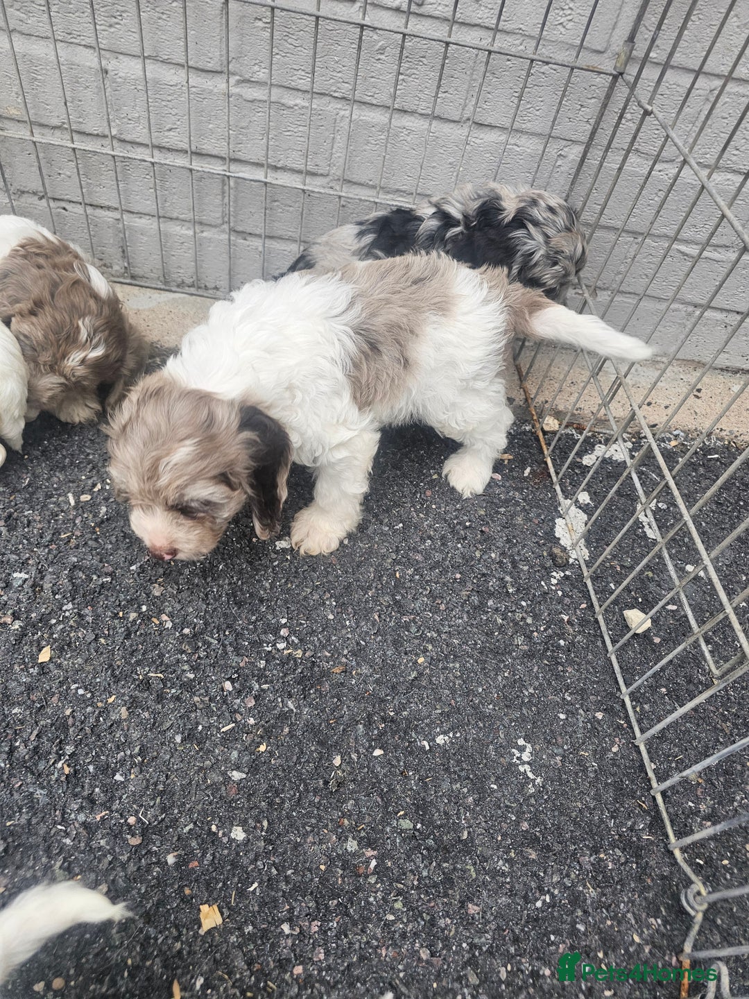 Cockapoo dogs for sale: Cockapoo puppies 🐶  - Image 23
