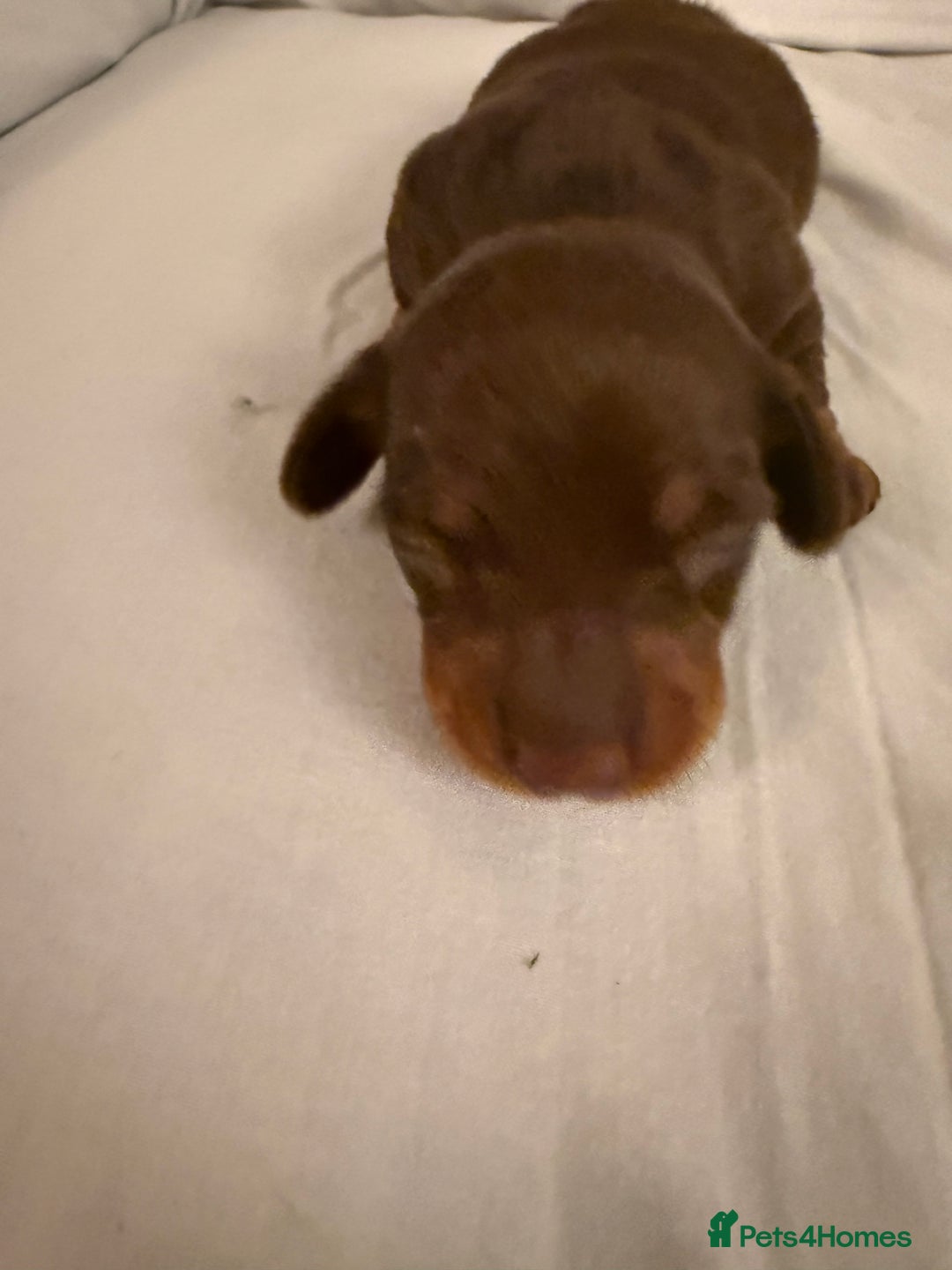 Dachshund dogs for sale: Miniature Dachshund puppies for sale - Advert 40