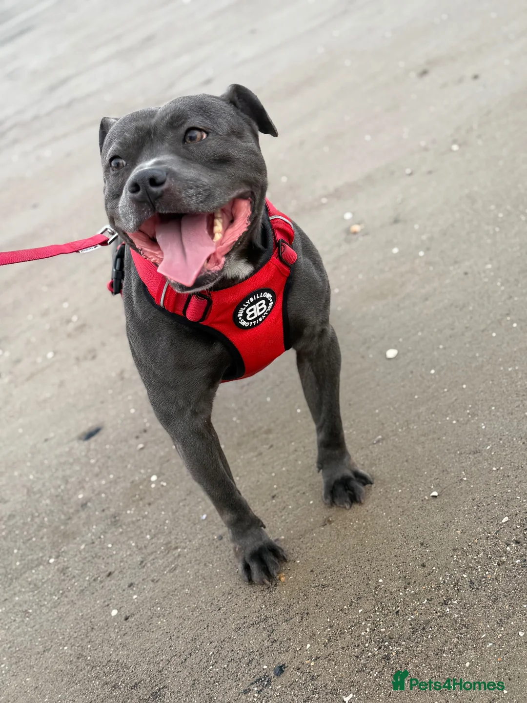 Staffordshire Bull Terrier dogs for stud: Blue Staffordshire Bull Terriers Champion Stud in Swansea - Advert 2