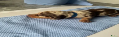 Miniature Dachshund Puppy 1