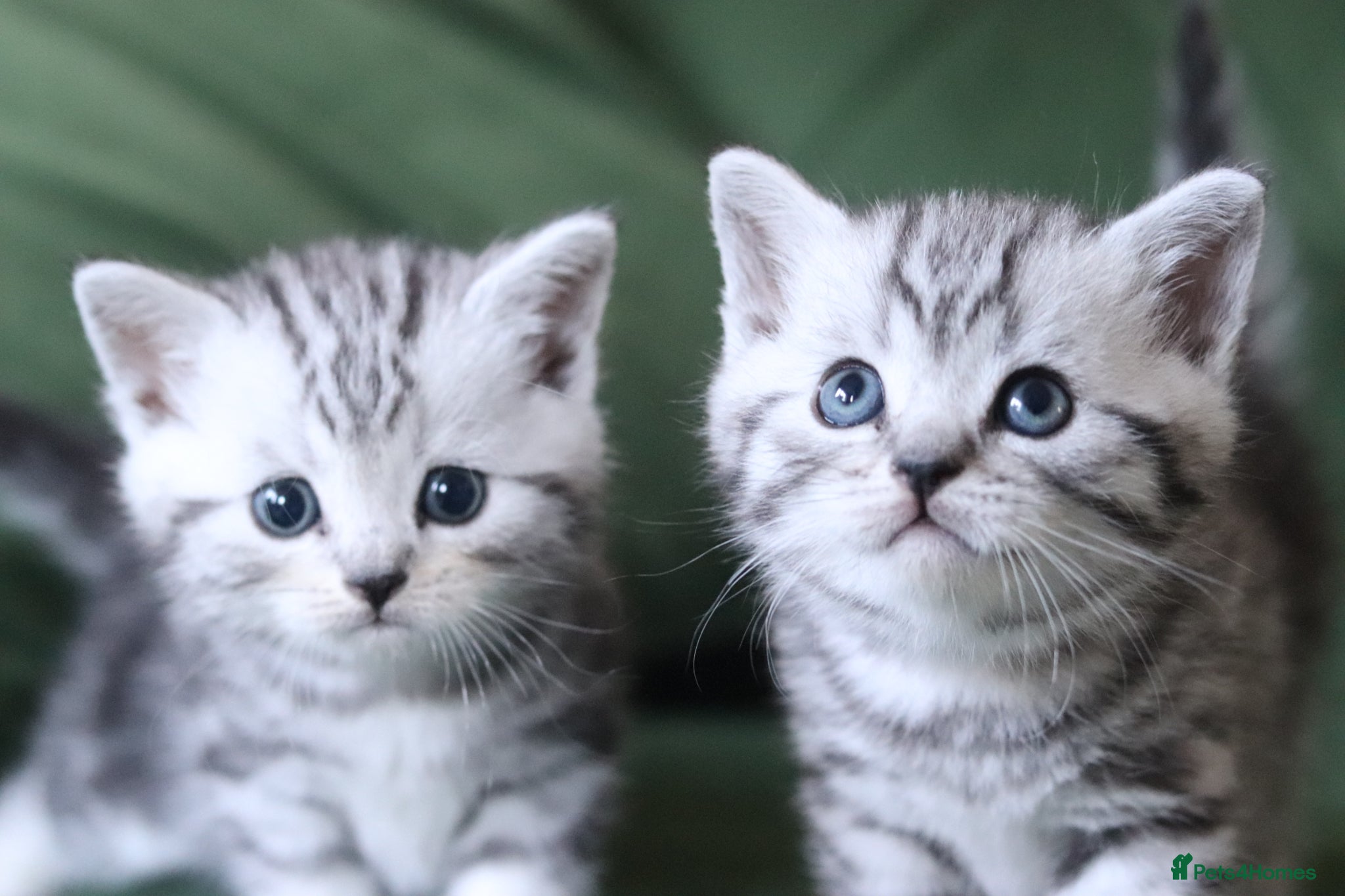 British Shorthair cats 🐾 Gorgeous GCCF British Shorthair Kittens 🐾 - Advert 1
