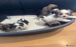 Lhasa Apso dogs for sale: Lhasa apso puppies  - Image 4