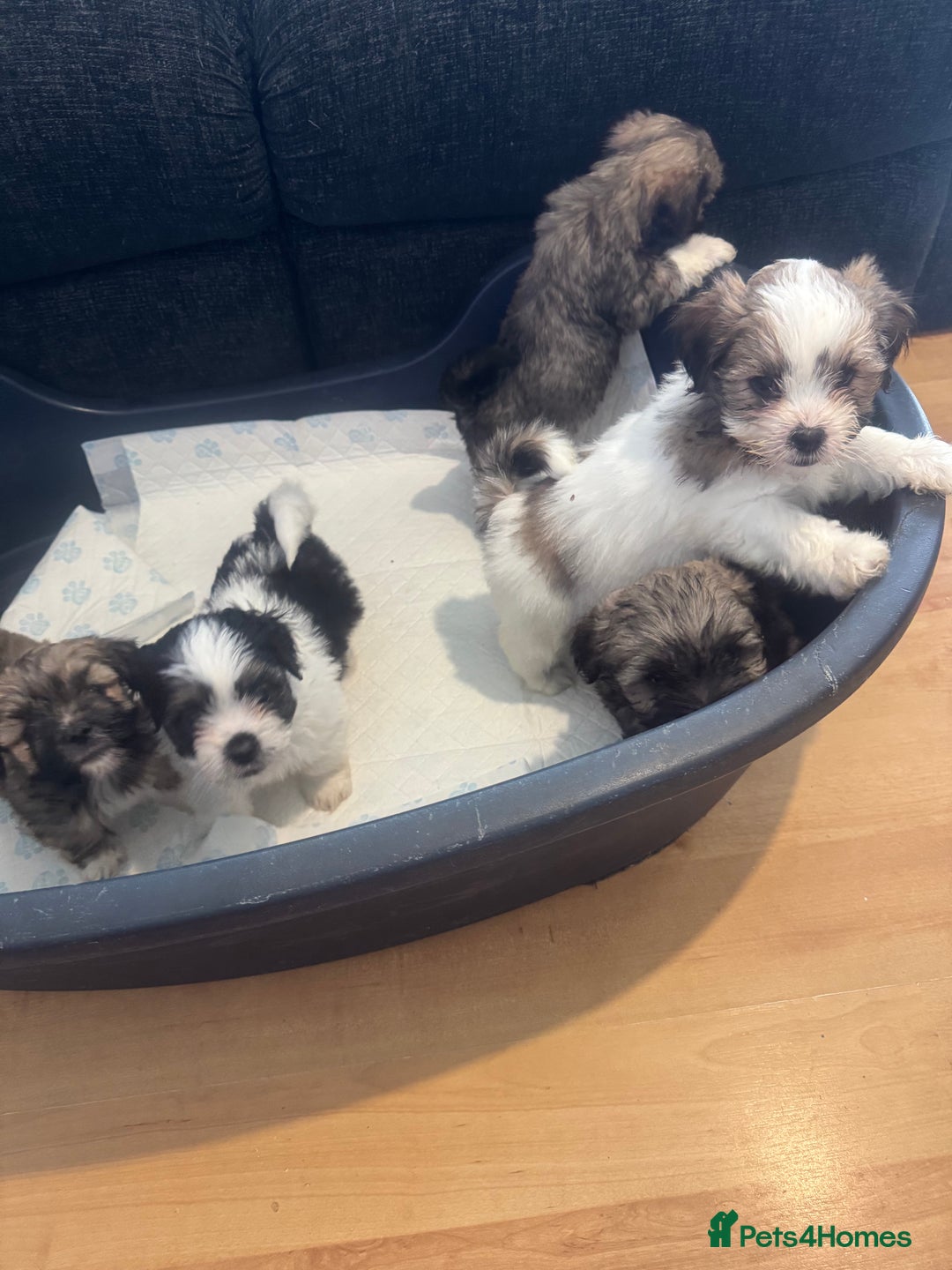 Lhasa Apso dogs for sale: Lhasa apso puppies  - Image 4