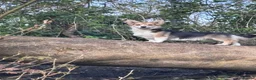 Welsh Corgi Pembroke dogs for sale: Hand reared Pembroke Corgis in Tenby - Advert 21