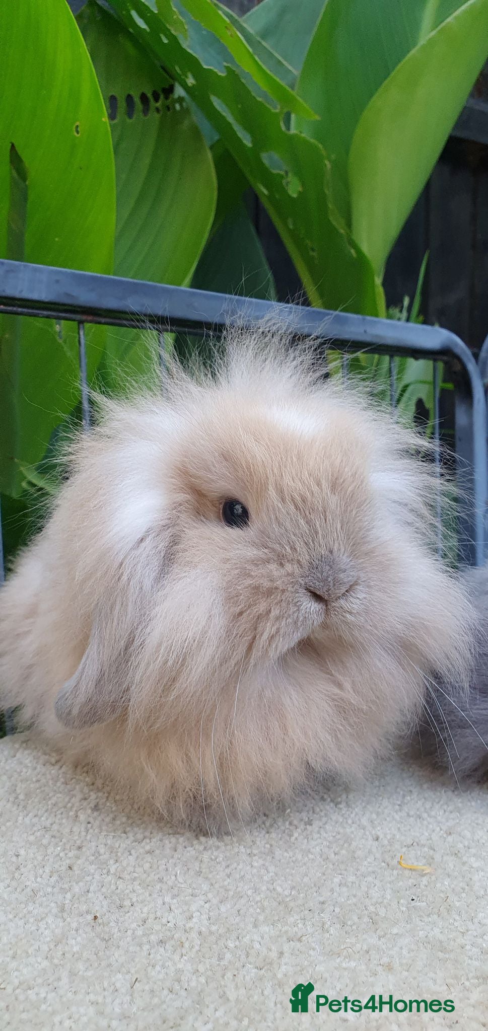 Mini Lion Lop rabbits Baby rabbits for sale available now - Advert 3