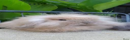 Mini Lion Lop rabbits for sale: Baby rabbits for sale available now - Advert 1