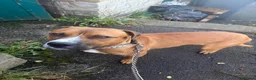 Mixed Breed dogs for sale: Rottweiler X Staffy for sale  in Shipley - Advert 10