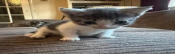 Mixed Breed cats for sale: Mixed breed kittens  - Advert 3