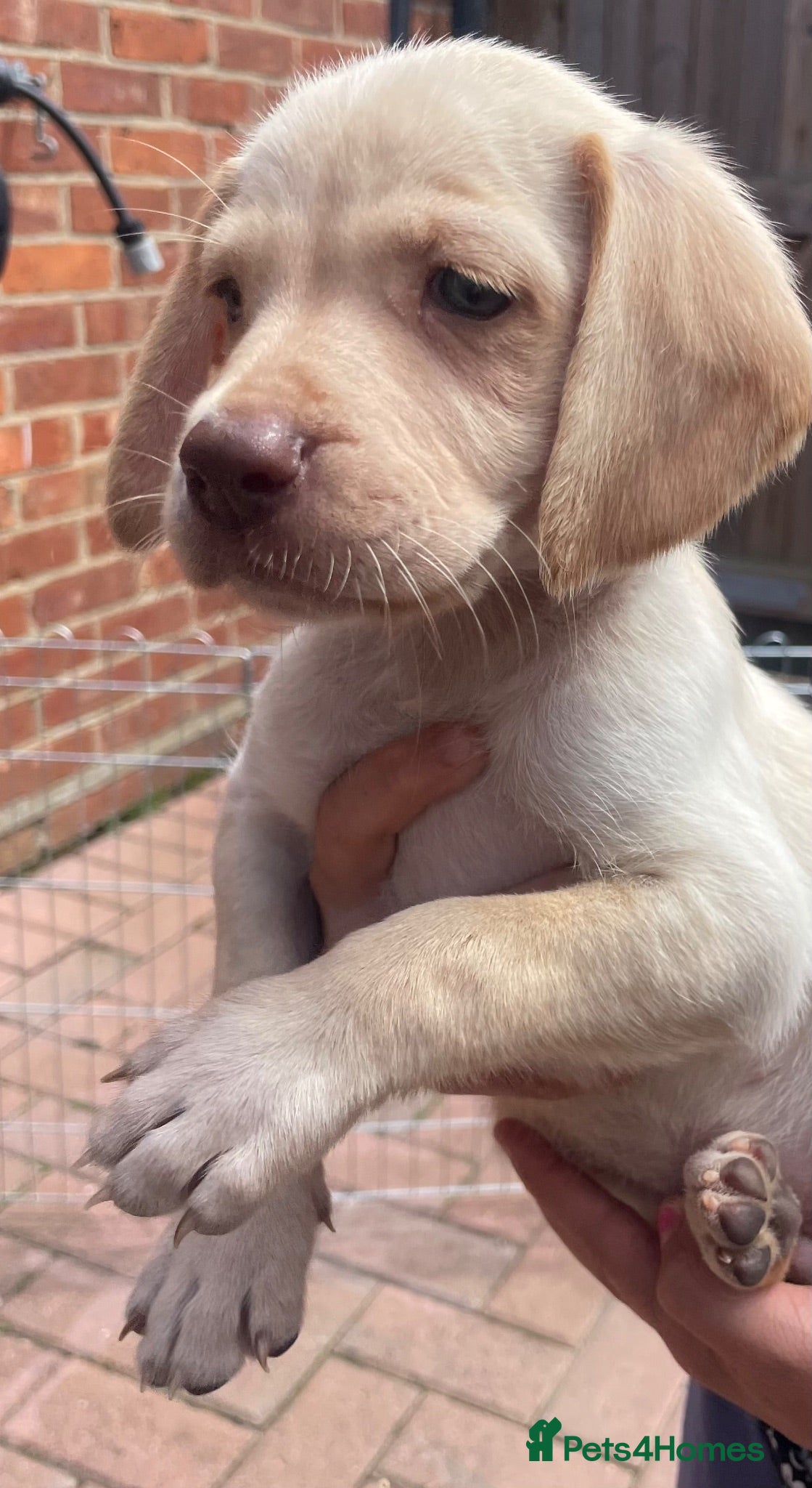 Mixed Breed dogs Beautiful Cocker GoldMaraner puppies  - Advert 17
