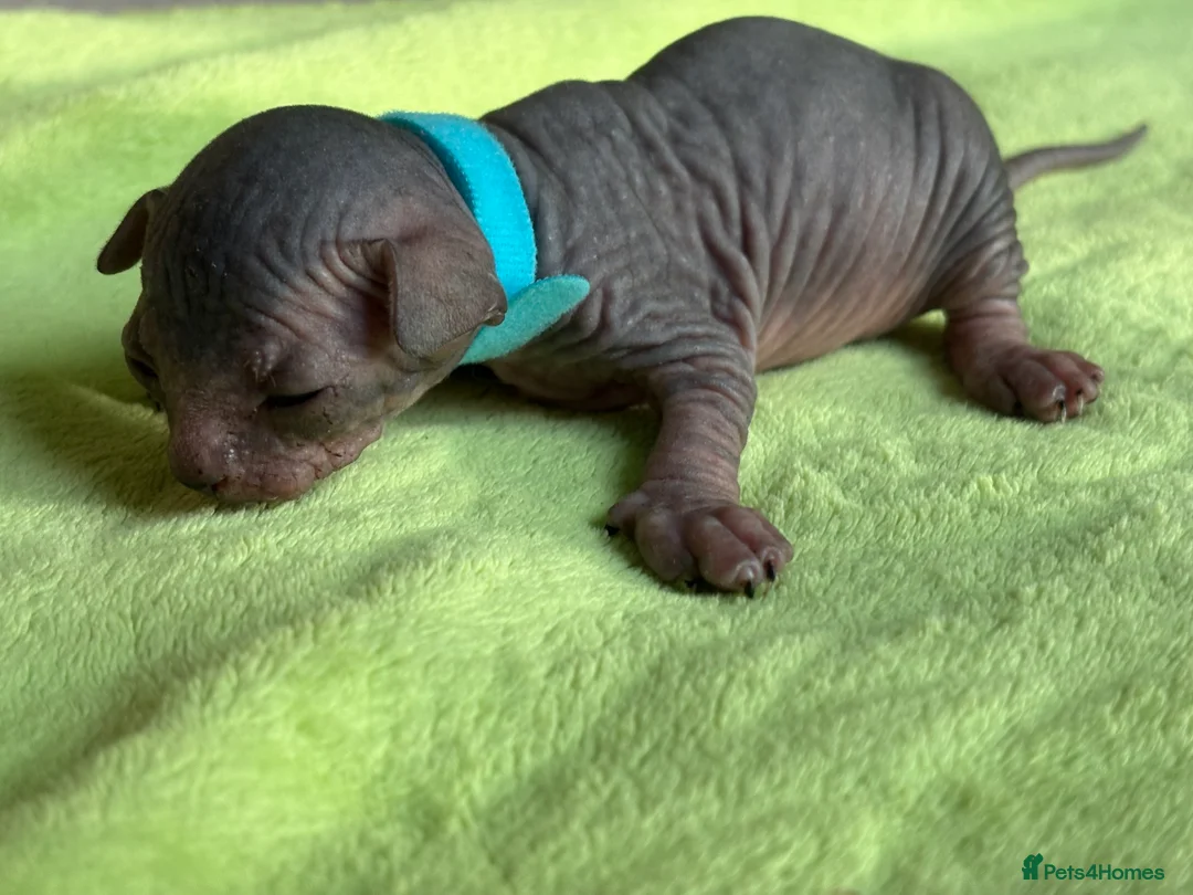 Sphynx cats for sale: Beautiful sphynx kittens for sale🥹 - Advert 4