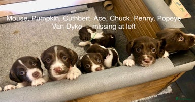 English Springer Spaniel dogs - Advert 8