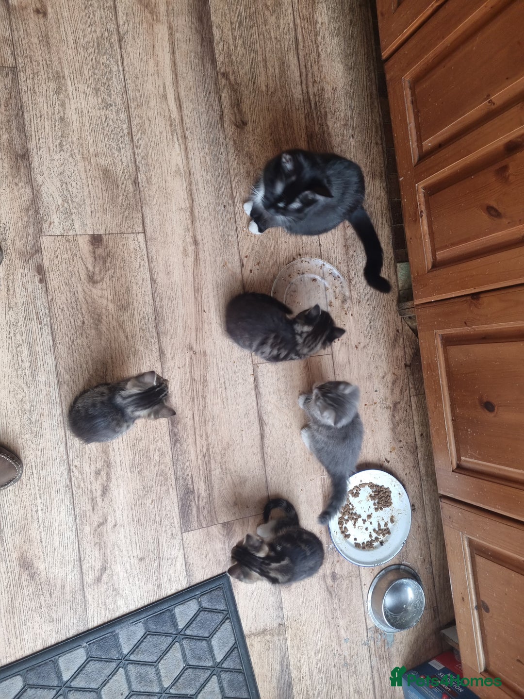 British Longhair cats for sale: Lovely sociable kittens - Advert 3