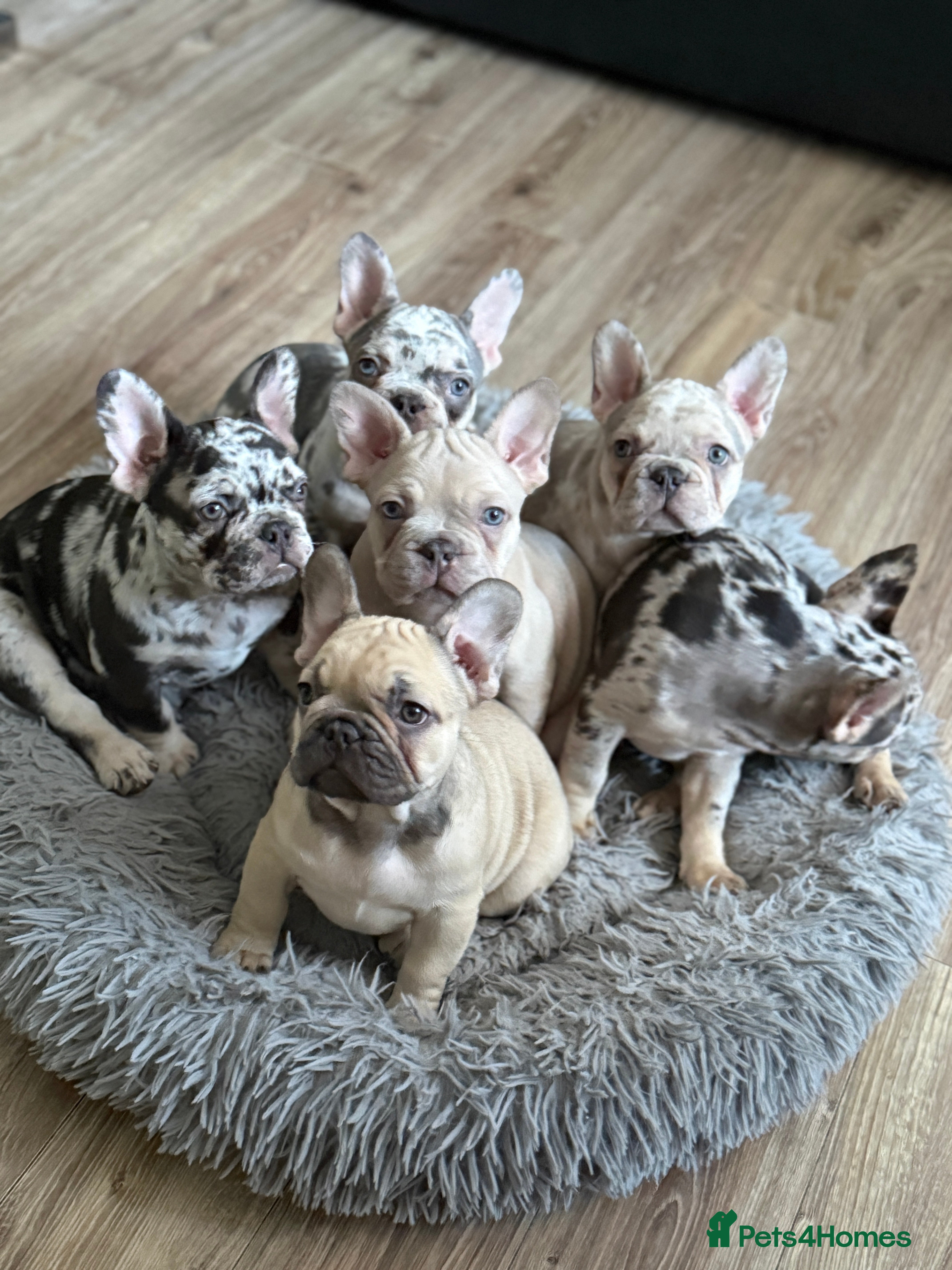 French Bulldog dogs 🐾 Merle French Bulldog Puppies 🐾 in Aberdeen - Advert 1