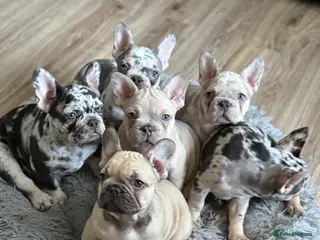 French Bulldog dogs 🐾 Merle French Bulldog Puppies 🐾 in Aberdeen - Advert 1