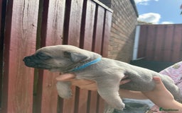 Cane Corso dogs for sale: cane corso pups - Image 9