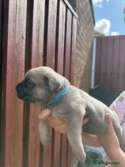 Cane Corso Puppy 2