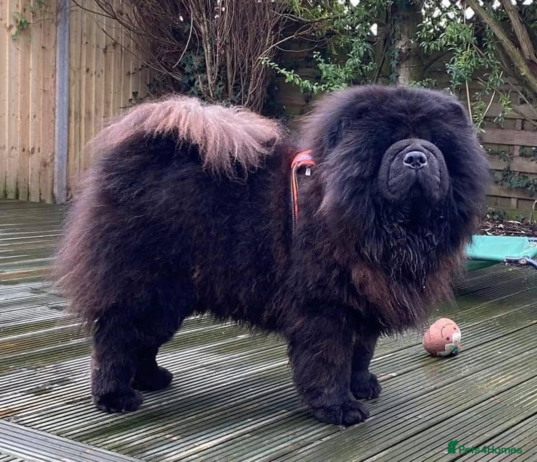 Chow Chow dogs for stud: Welcome to our superb stud team  - Image 4