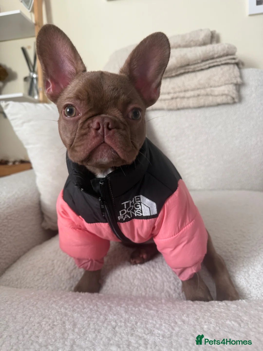 French Bulldog dogs for sale: Female French bulldog puppy in Leeds - Advert 2