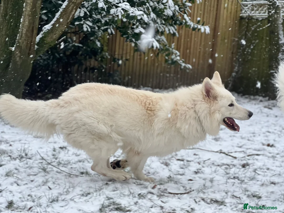White Swiss Shepherd dogs for stud: White Swiss Shepherd Dog at Stud (Long Coat) in Nelson - Advert 21
