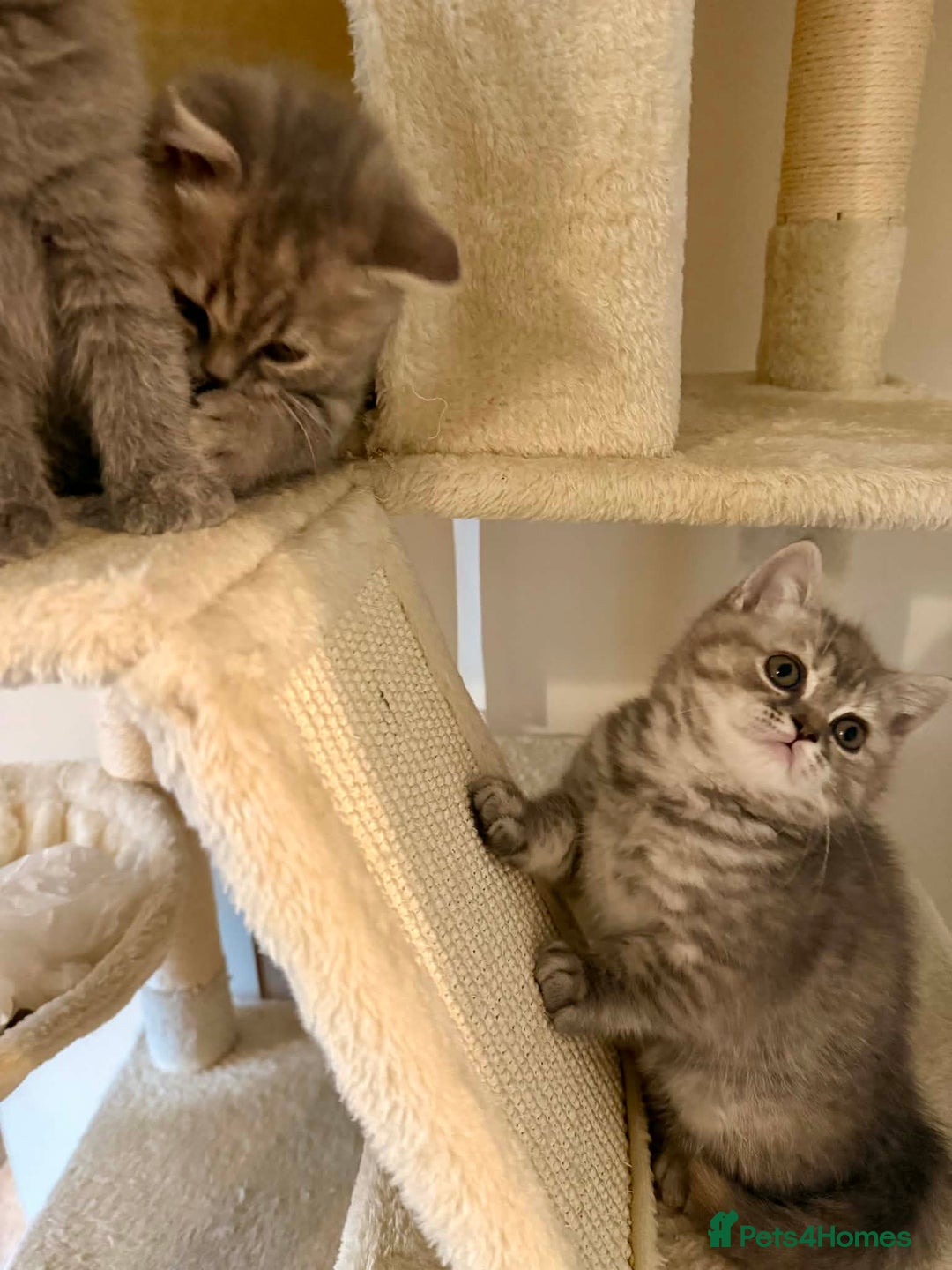 British Shorthair cats for sale: British Shorthair Kittens - Advert 2