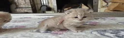 British Shorthair cats for sale: six beautiful British Shorthair  in Halifax - Advert 13
