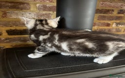 Persian cats for sale: Persian chinchilla mix of 3 boys left in St Albans - Image 19
