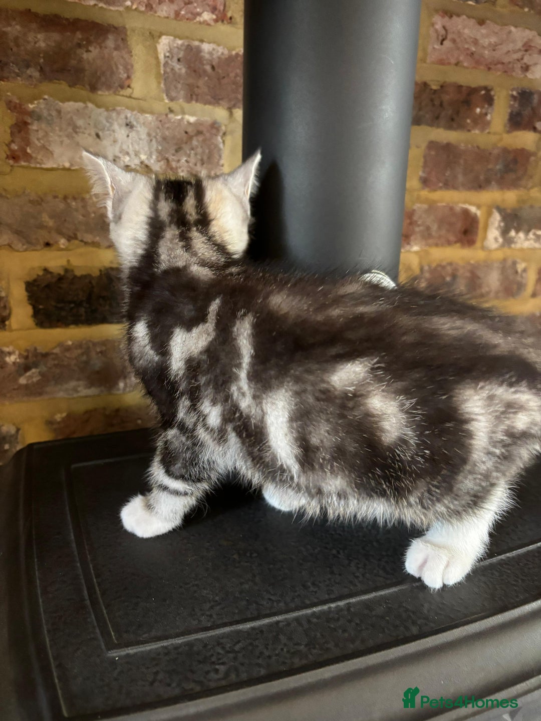 Persian cats for sale: Persian chinchilla mix of 3 boys left in St Albans - Image 19