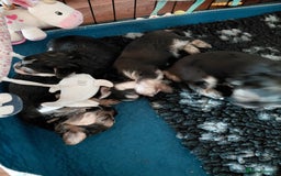 Morkie dogs for sale: Stunning F1 Morkie Puppies - Image 7