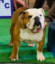 English Bulldog dogs Bulldog at stud - Advert 21