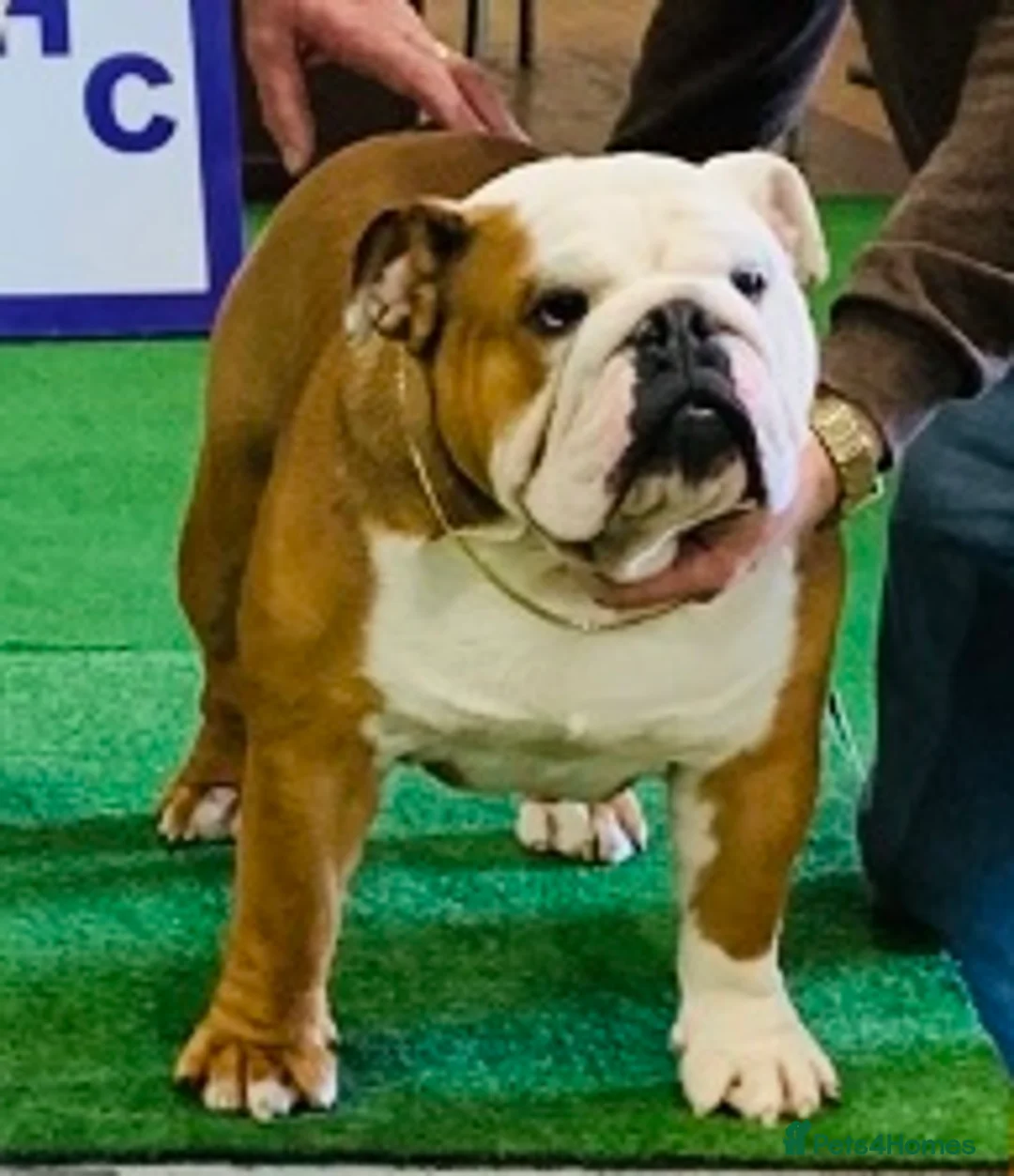 English Bulldog dogs for stud: Purebred bulldog at stud - Advert 2
