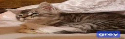Maine Coon cats for sale: Sweet Maine coon - Advert 11