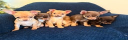 Chihuahua dogs for sale: Small Chihuahua puppies available today - Advert 5