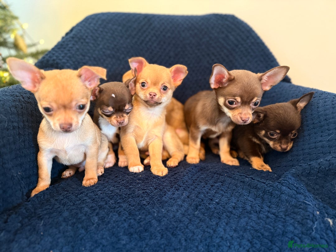 Chihuahua dogs for sale: Small Chihuahua puppies available today - Advert 5