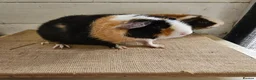 Guinea Pig rodents for sale: Teddy boars & sows  in Wotton-under-Edge - Advert 11