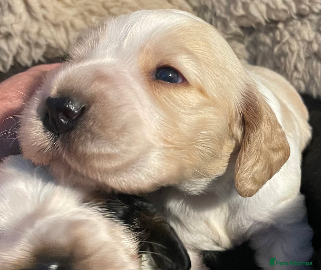 Cocker Spaniel dogs for sale: Cocker Spaniel - Show type - the calm type - Image 8