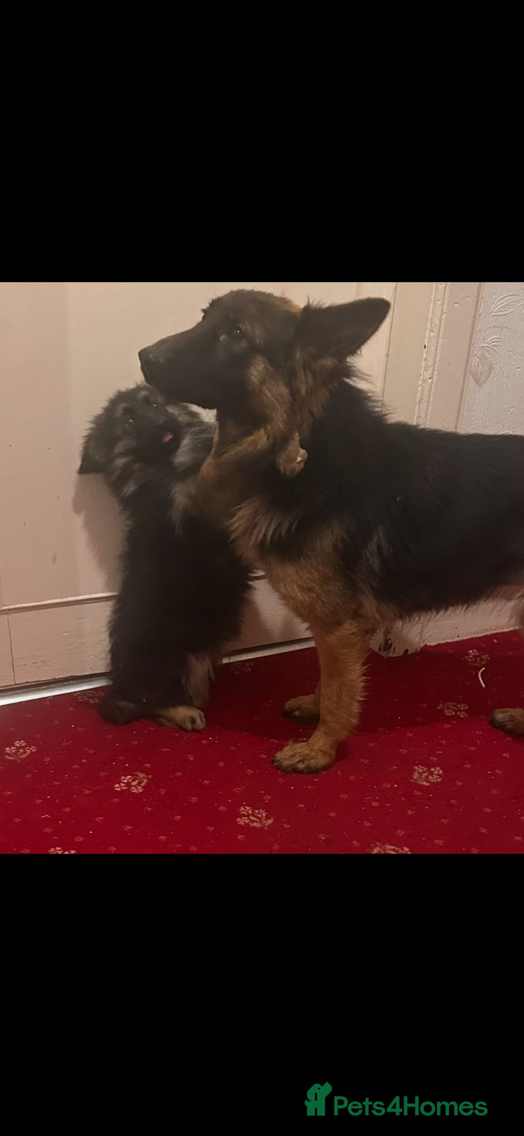 German Shepherd dogs for sale: German Shepherd puppy  - Advert 1