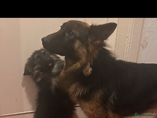 German Shepherd dogs German Shepherd puppy - Advert 1