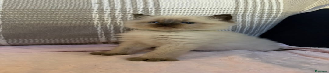 Ragdoll Kitten 1