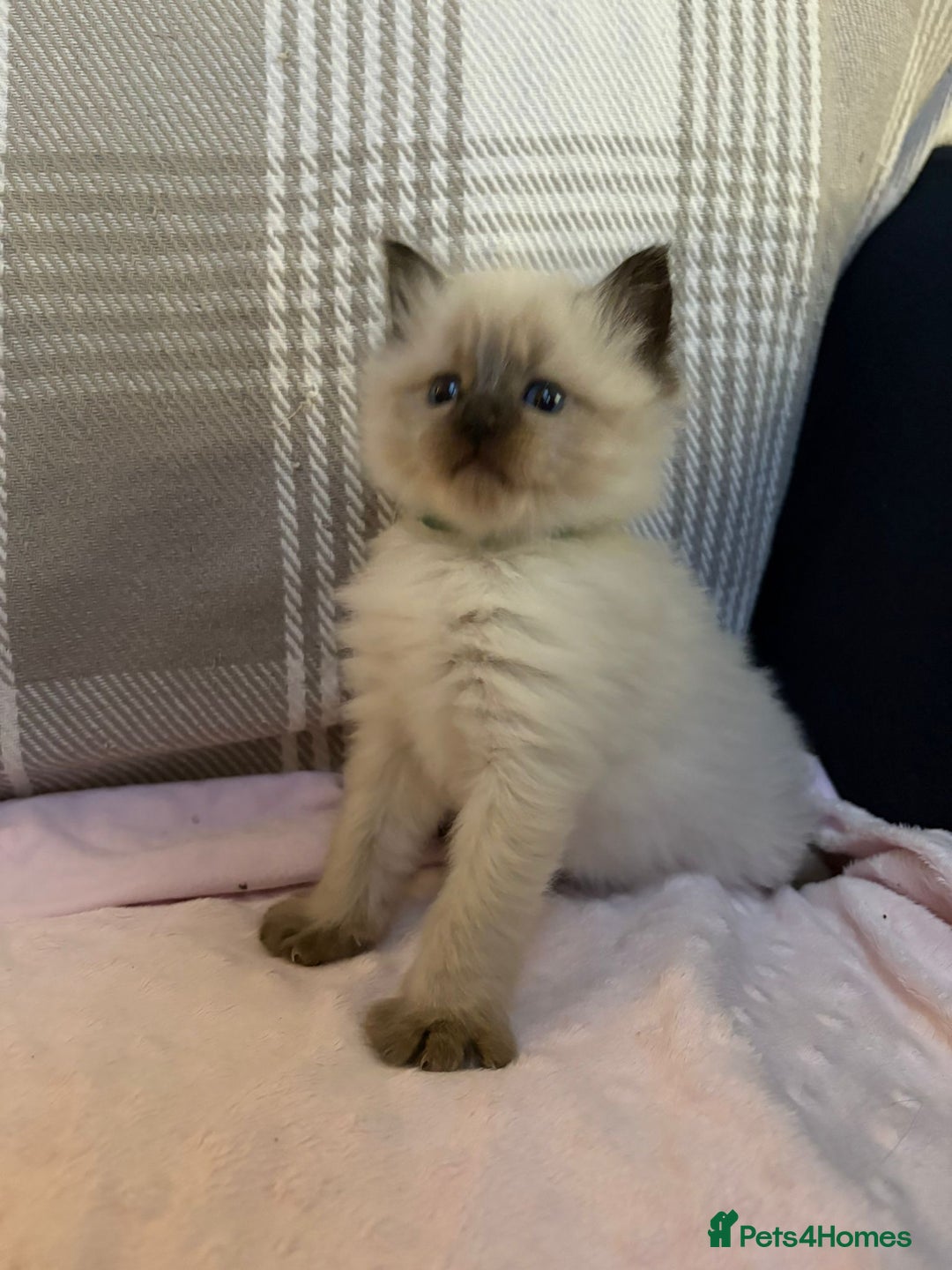 Ragdoll cats for sale: Ragdoll - Pedigree  - Image 13