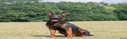 Chinese Red Dog dogs for stud: Chinese red dog stud - Advert 1