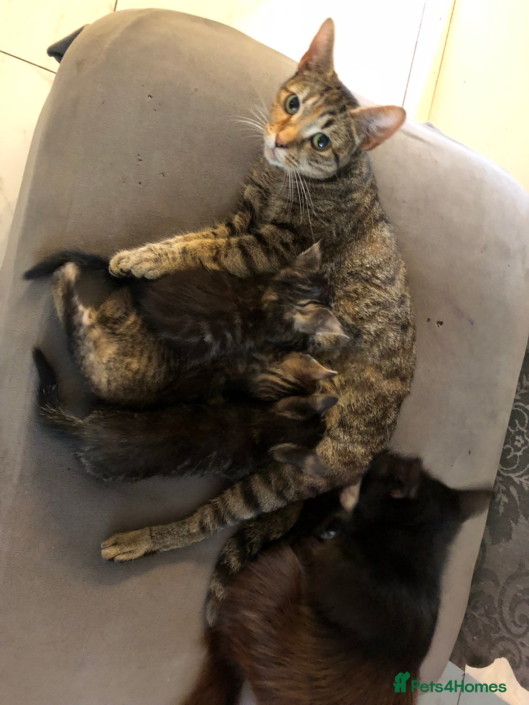Bengal cats for sale: Bengal cross female kitten - Image 5