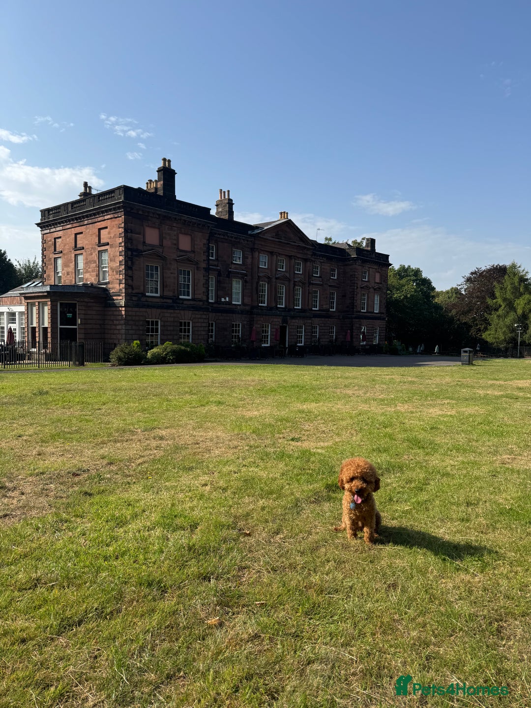 Miniature Poodle dogs for stud: Rufus  - Advert 10