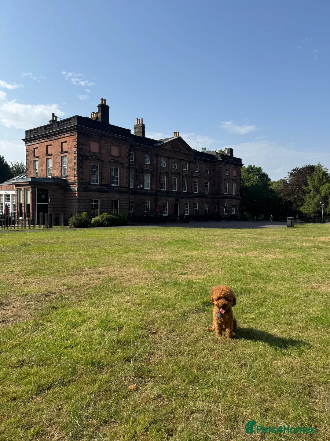 Miniature Poodle dogs for stud: Rufus  - Advert 10