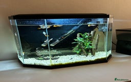 Other/Mixed Breed fish for sale: Guppies with 25L tank  - Image 6
