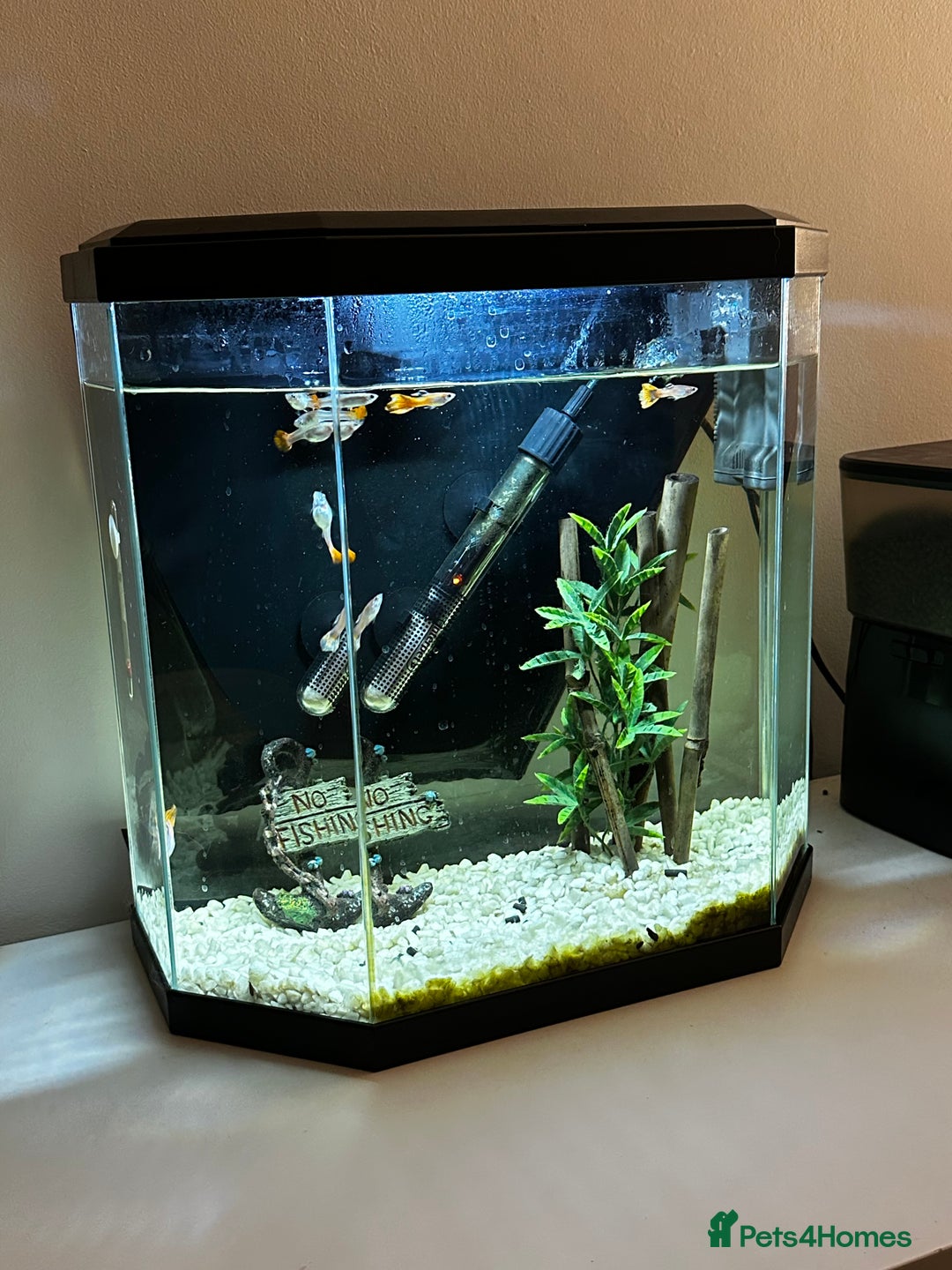 Other/Mixed Breed fish for sale: Guppies with 25L tank  - Image 6