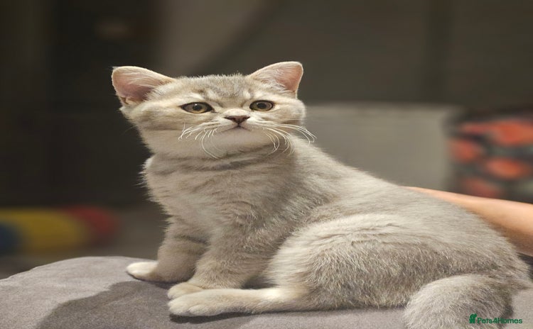British Shorthair cats - Advert 1