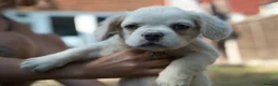 French Bulldog dogs for sale: HOME BRED FLUFFY FRENCHY•ISABELLA.KC&DNA CERT - Advert 11