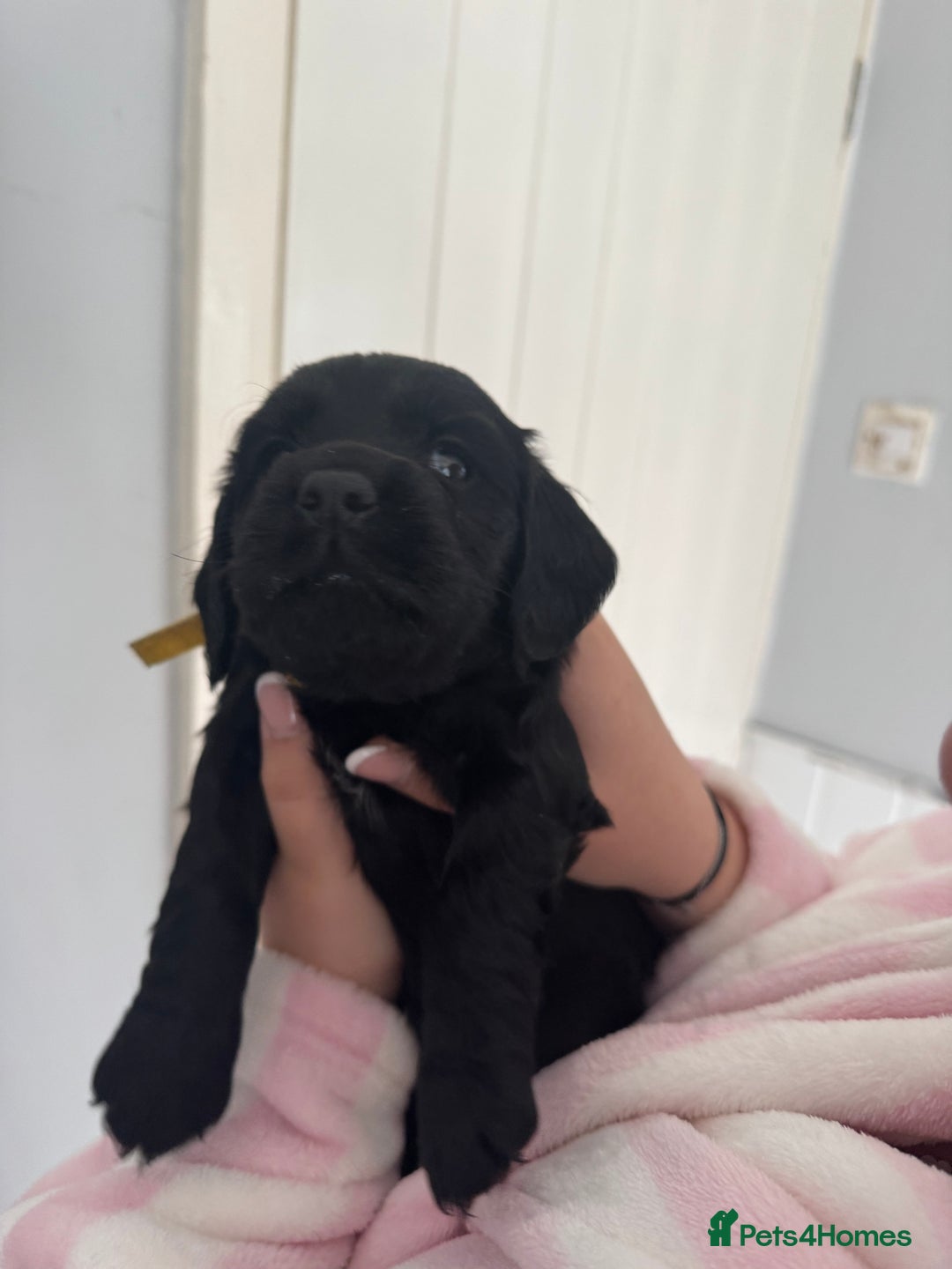 Cocker Spaniel dogs for sale: Working cocker spaniel 1 girls left  - Image 11