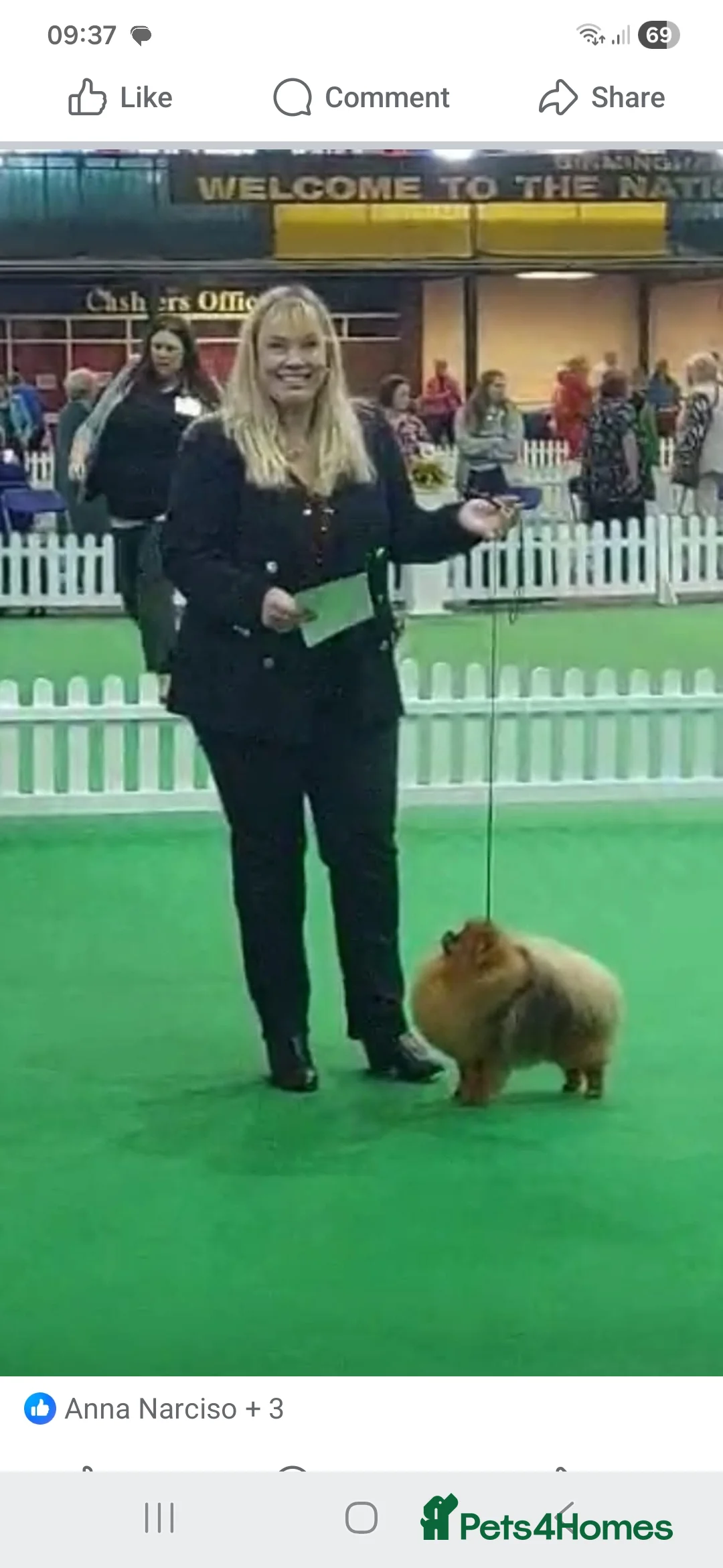 Pomeranian dogs for sale: Orange Sable Pomeranian Male - Advert 5