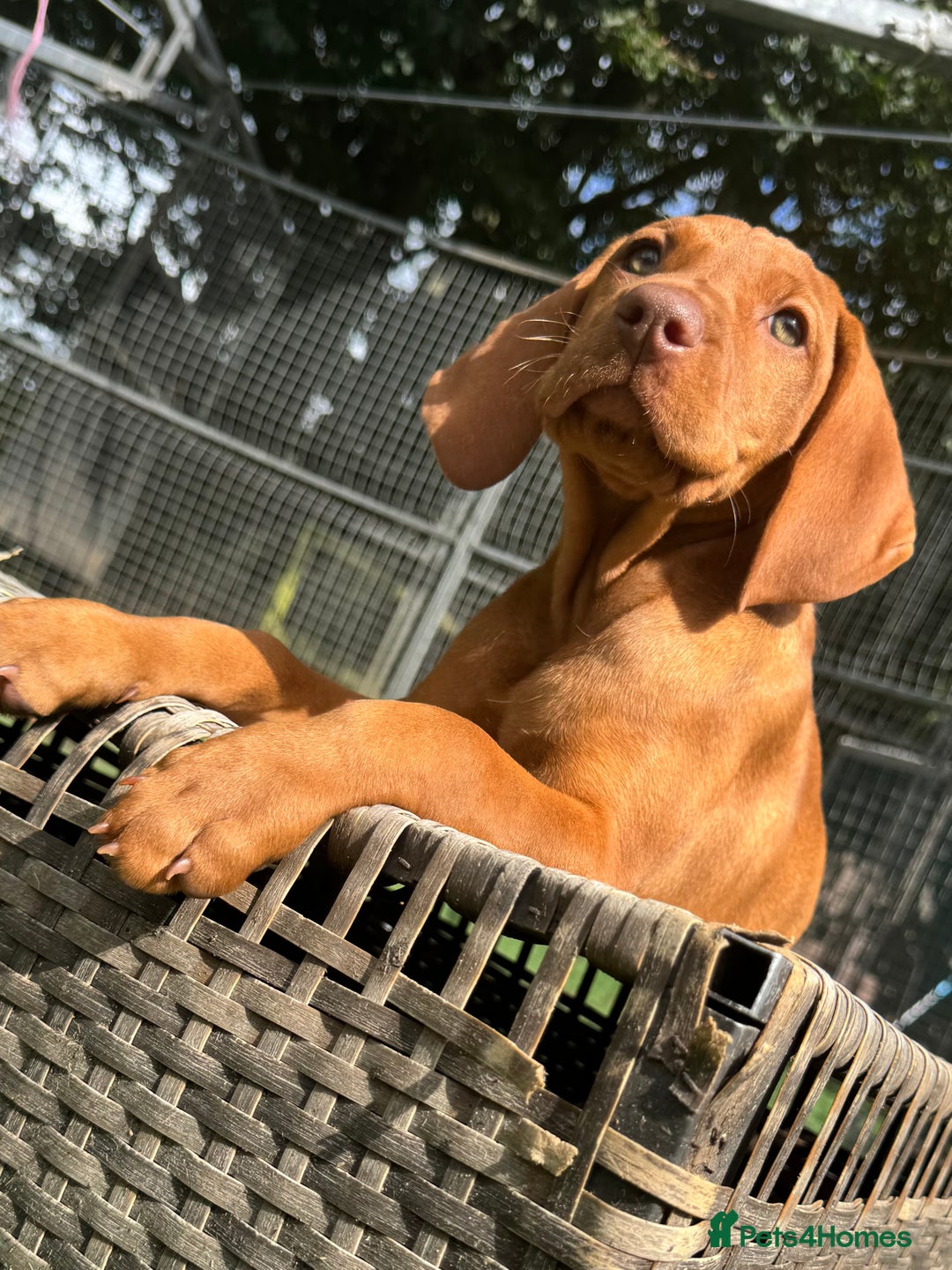 Hungarian Vizsla dogs for sale: Vizslas Devon KC Puppies - Image 4
